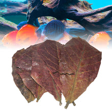 Load image into Gallery viewer, 50pcs Aquarium Decoration Natural Terminalia Catappa Leaves Fish Tank Cleaning Tools Water Treatment Almond Leaf Accessories Balance PH Acidity
