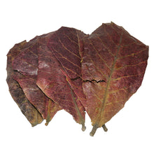 Load image into Gallery viewer, 50pcs Aquarium Decoration Natural Terminalia Catappa Leaves Fish Tank Cleaning Tools Water Treatment Almond Leaf Accessories Balance PH Acidity
