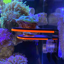 Load image into Gallery viewer, Fish Tank Fluorescence Coral Frag Rack Bracket Acrylic Aquarium Reef with Plugs Holder Mount Water Plant Stand Suction Cup Aquarium Accessories
