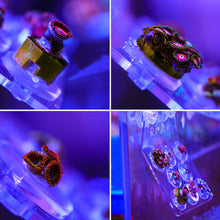 Load image into Gallery viewer, Marine Sources Aquarium Coral Frag Rack SPS Coral Support Clear Acrylic Aquarium Reef With Plugs Magnetic Tool Seawater Fish Tank Accessories
