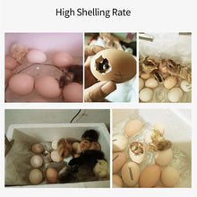 Load image into Gallery viewer, 20 Eggs Household Incubator Dual Power Automatic Temperature Control Incubator Tools Small Plastic Bionic Water Bed Farm Bird Egg Incubator
