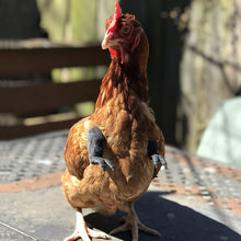 Load image into Gallery viewer, Funny Chicken Arms Toy Artificial Dinosaur Arms for Hens Pet Themed Party Props Chicken Supplies Pet Chicken Accessories
