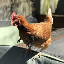 Load image into Gallery viewer, Funny Chicken Arms Toy Artificial Dinosaur Arms for Hens Pet Themed Party Props Chicken Supplies Pet Chicken Accessories
