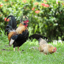 Load image into Gallery viewer, Funny Chicken Helmet Small Pet Hard Hat Bird Quail Pigeon Protective Hat Headgear Pet Bird Helmet Pet Supplies
