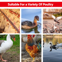 Load image into Gallery viewer, Automatic Poultry Drinker Chicken Duck Drinking Feeder Hanging Water Cup Drinking Bowls Livestock Drinking Dispenser Tools Farm Supplies
