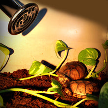 Load image into Gallery viewer, Reptile Heat Lamps Snake Tortoises Lizard Amphibian Heating Bulb Infrared Ceramic Lamp 110V 25w/50W/75W/100W/150W/200W Heating Equipment
