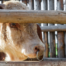 Load image into Gallery viewer, Carbon Steel Cow Ox Nose Ring Farm Cow Cattle Nose Clip Piercing Cow Nose Clamp Farm Livestock Supplies
