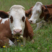 Load image into Gallery viewer, Farm Cow Grazing Bell Sheep Horse Goat Anti Lost Metal Bell Anti Theft Louder Bell Liftstock Equipment Farm Animal Supplies
