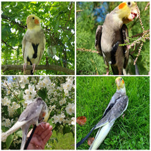 Load image into Gallery viewer, Adjustable Pet Bird Parrot Harness Leash Outdoor Flying Traction Straps Band Anti-Bite Training Rope
