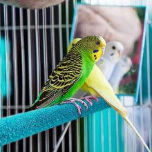 Load image into Gallery viewer, 4CM/8CM Natural Wood Pet Parrot Bird Claw Beak Grinding Perches Stand Rack Claw Grinding Stick Cage Accessories For Birds Squirrel Bird Supplies
