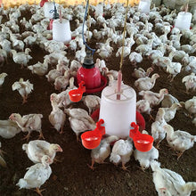 Load image into Gallery viewer, 6PCS Automatic Poultry Drinker Chicken Duck Drinking Machine Hanging Water Cup Drinking Bowls Livestock Drinking Dispenser Tools Farm Supplies

