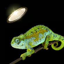 Load image into Gallery viewer, Heating Lamp UVA+UVB 3.0 Reptile Lizards Lamp Bulb Turtle Basking UV Light Pet Temperature Controller Tool 25/50/75W
