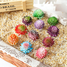 Load image into Gallery viewer, Lifelike Miniature Artificial Fleshy Cactus Plant Figurines Decoration DIY Fairy Garden Micro Landscape Potted Decor
