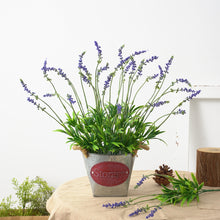 Load image into Gallery viewer, Lifelike Miniature Artificial Persian Grass Fern Leaves Decoration DIY Fairy Garden Micro Landscape Potted Decor
