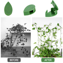 Load image into Gallery viewer, 10PCS Plant Climbing Wall Fixture Clips Self-Adhesive Invisible Vines Hook Support Rattan Vine Bracket Fixed Buckle Garden Wall Fixer Wire Fixing Snap
