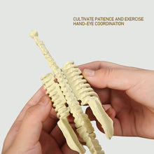 Load image into Gallery viewer, Dinosaur Fossil Excavation Kits Education Archeology Exquisite Jurassic Toy Set Game Action Children Figure Skeleton Model Gift
