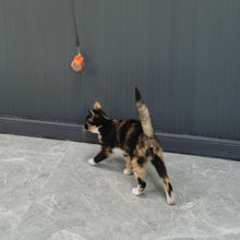 Load image into Gallery viewer, Simulation Bird Cat Interactive Toys Retractable Door Hanging Feather Toys Cat Scratch Rope Mouse Funny Teaser Traning Toys Interactive Mouse Toy Pet Supplies
