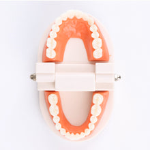 Load image into Gallery viewer, Kids Montessori Educational Toys Children's Oral Simulation Teeth Model Kids Intelligence Brushing Tooth Teaching Aids Simulated Practical Life
