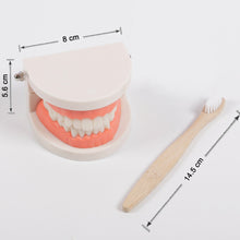 Load image into Gallery viewer, Kids Montessori Educational Toys Children's Oral Simulation Teeth Model Kids Intelligence Brushing Tooth Teaching Aids Simulated Practical Life
