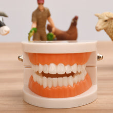 Load image into Gallery viewer, Kids Montessori Educational Toys Children's Oral Simulation Teeth Model Kids Intelligence Brushing Tooth Teaching Aids Simulated Practical Life
