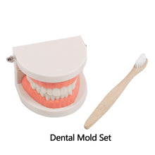 Load image into Gallery viewer, Kids Montessori Educational Toys Children's Oral Simulation Teeth Model Kids Intelligence Brushing Tooth Teaching Aids Simulated Practical Life
