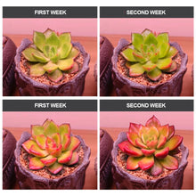 Load image into Gallery viewer, 100 150 200W Full Spectrum LED Grow Light 110V 220V Plant Growing Light Phytolamp Bulb For Indoor Plants Flower Seedling
