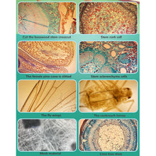 Load image into Gallery viewer, 400X Microscope Phone Lens Case Kit for iphone 12 Pro MAX 11 pro max Bulit-in Light Lens Tinyscope Kit Tipscope
