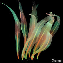 Load image into Gallery viewer, 18-25cm Aquarium Decoration Plants Simulation Artificial Water Grass Fish Tank Decor Silicone Kelp Ornament Aquarium Accessories
